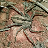 Pseudomicrommata longipes